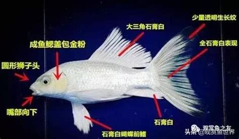 白金龍魚|白金蝴蝶鯉欣賞性高，但不注意這些，將後果嚴重！（。